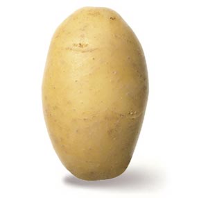 Agria Kartoffel 